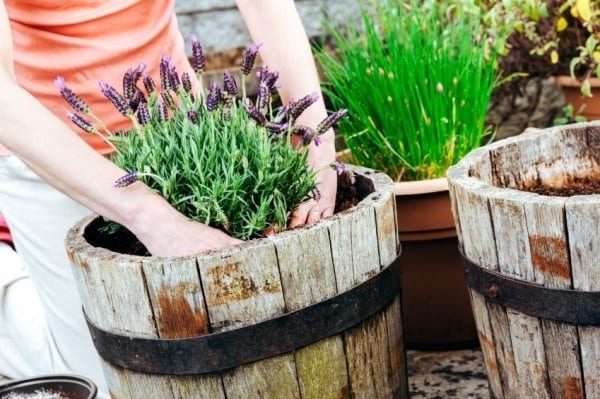 Lavender planting