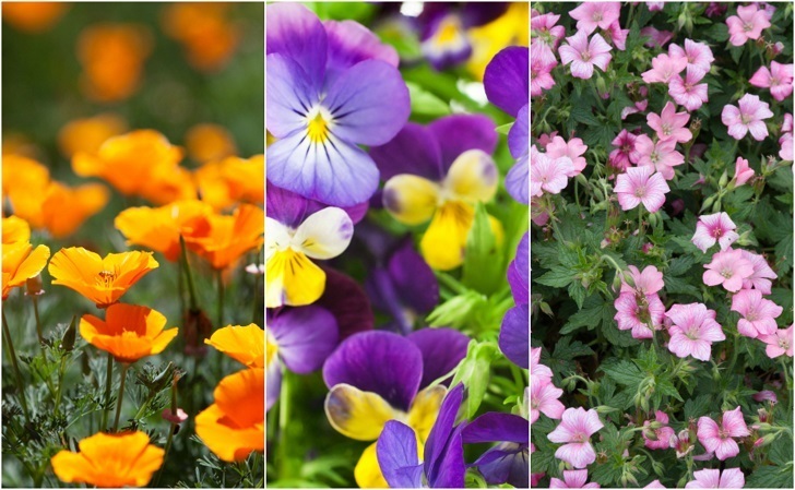 18 Easiest & Most Beautiful Flowers Anyone Can Grow In Their Garden