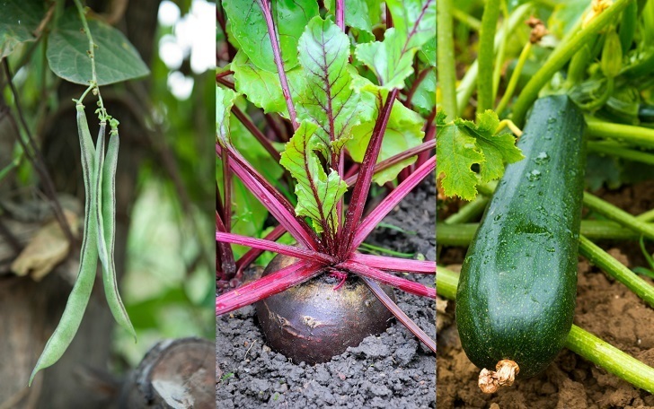 18 Of The Fastest Growing Veggies You Can Harvest In No Time