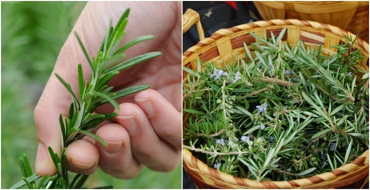 20 Unusual Ways To Use Rosemary That Goes Way Beyond Cooking