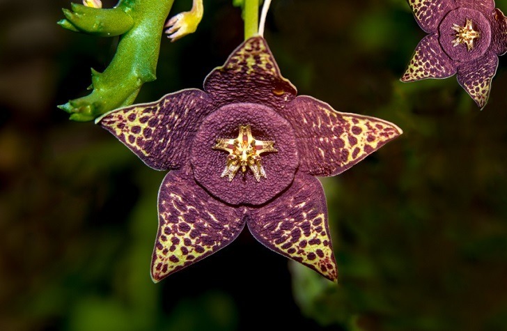 African Starfish Flowers