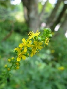 Agrimony