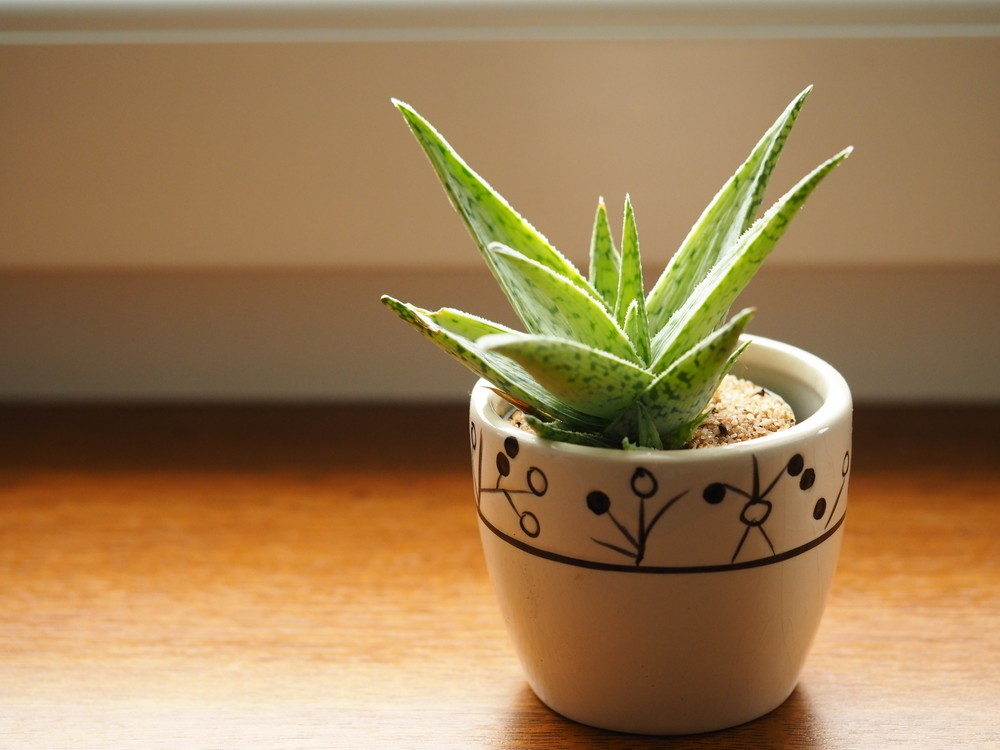 Aloe vera plant