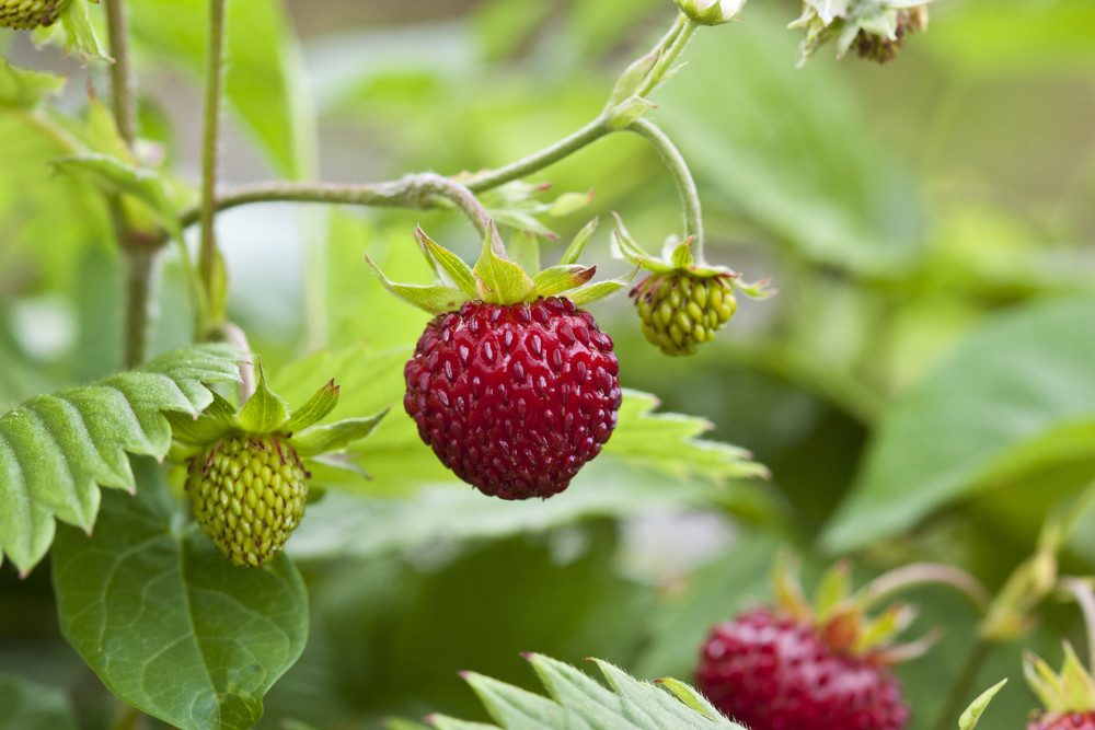 Alpine strawberry