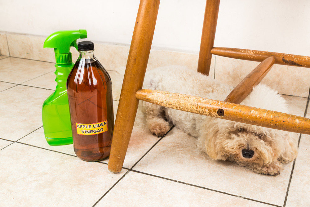 Apple cider vinegar, spray bottle and dog