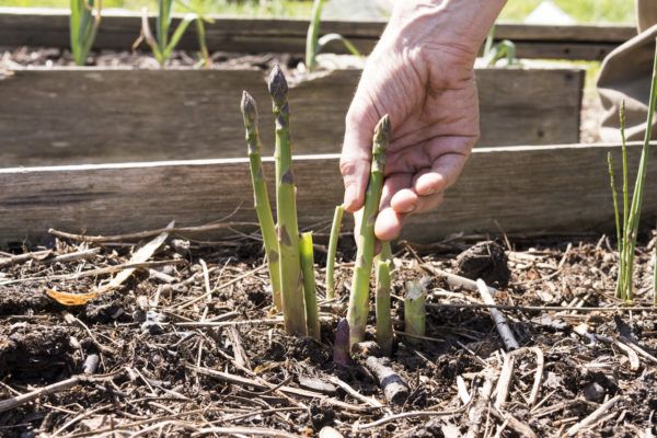 Picking asparagus