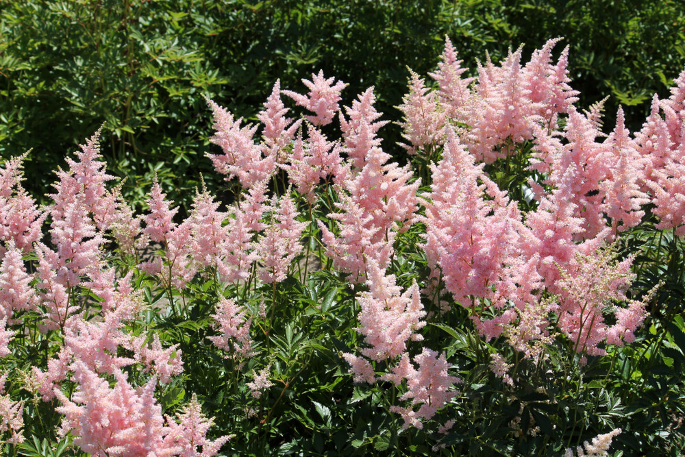 Astilbe