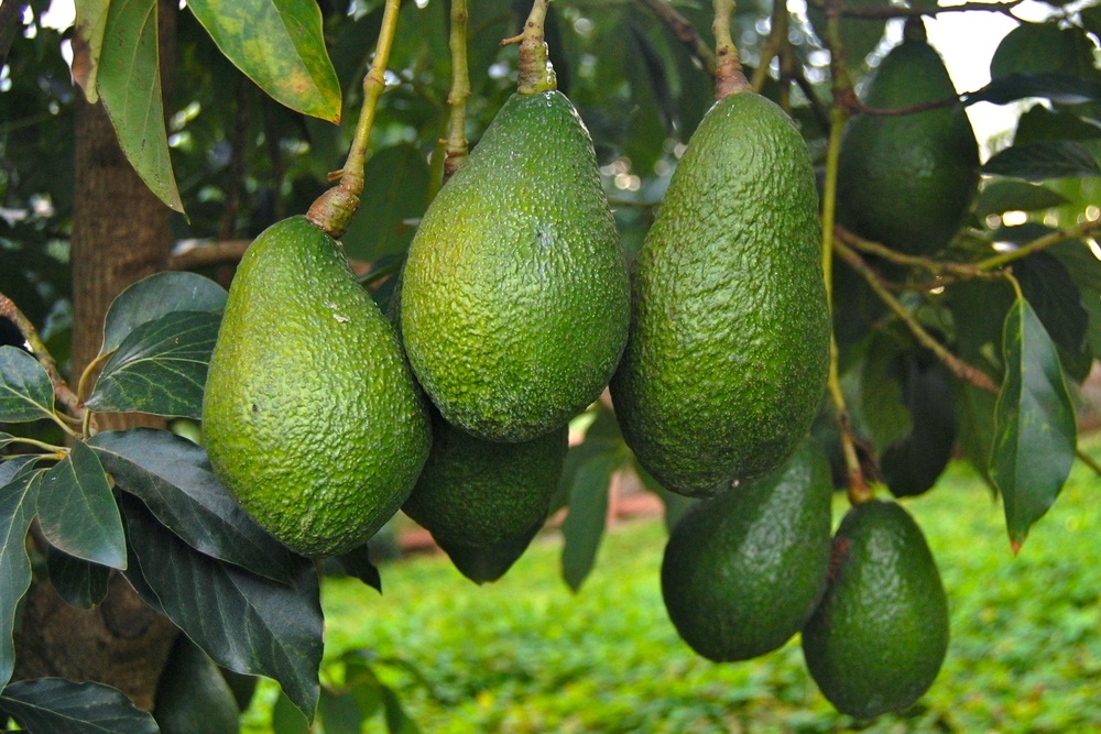 Avocado Tree