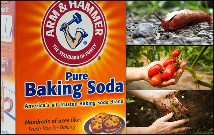 13 Brilliant Uses For Baking Soda In The Garden