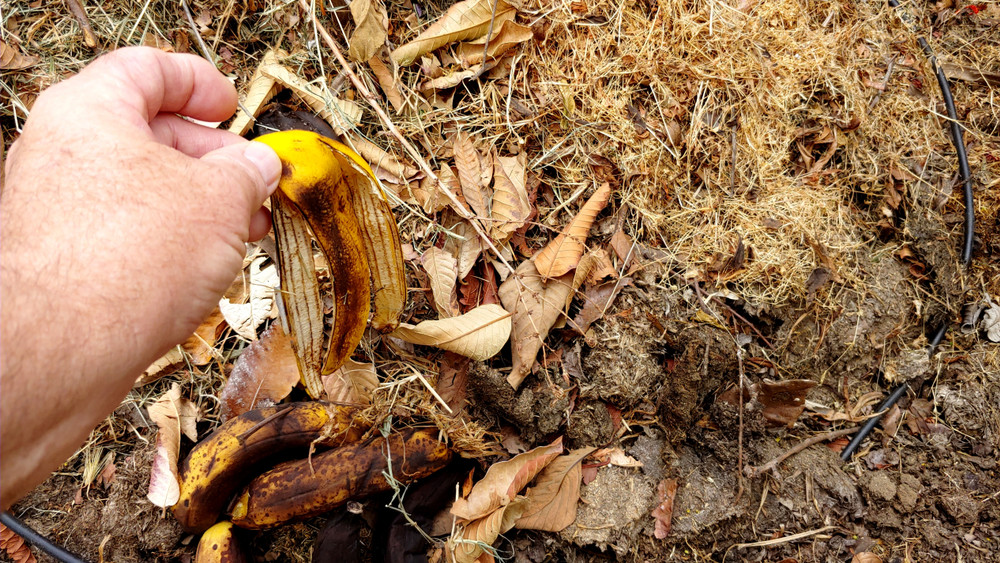 Putting banana on compost