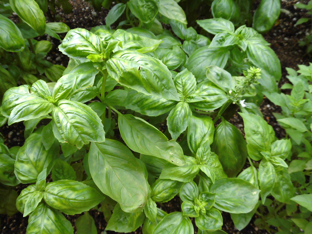 Basil plant