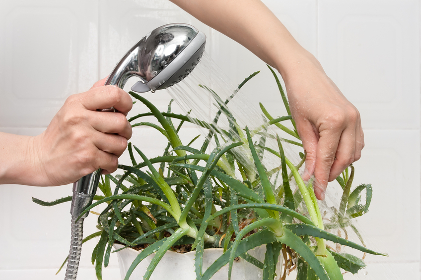 16 Best Plants That Thrive In Your Bathroom