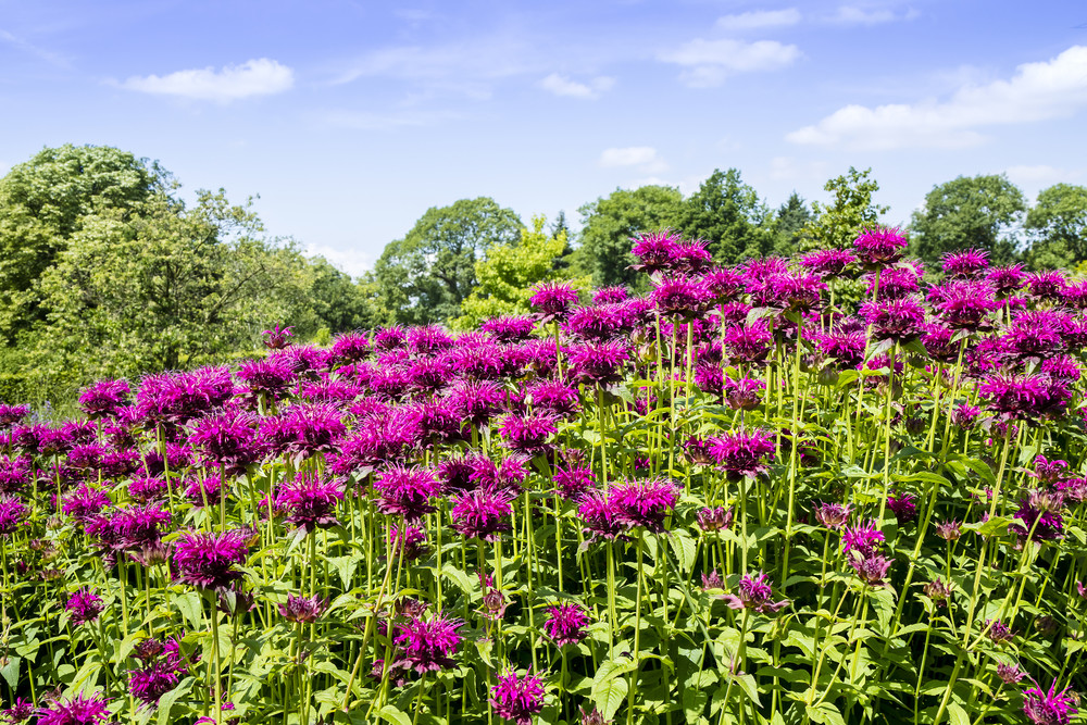 Bee balm