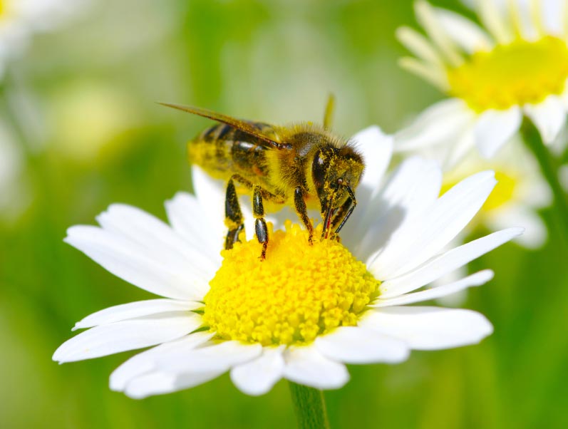 10 Brilliant Ways You Can Help Save The Bees