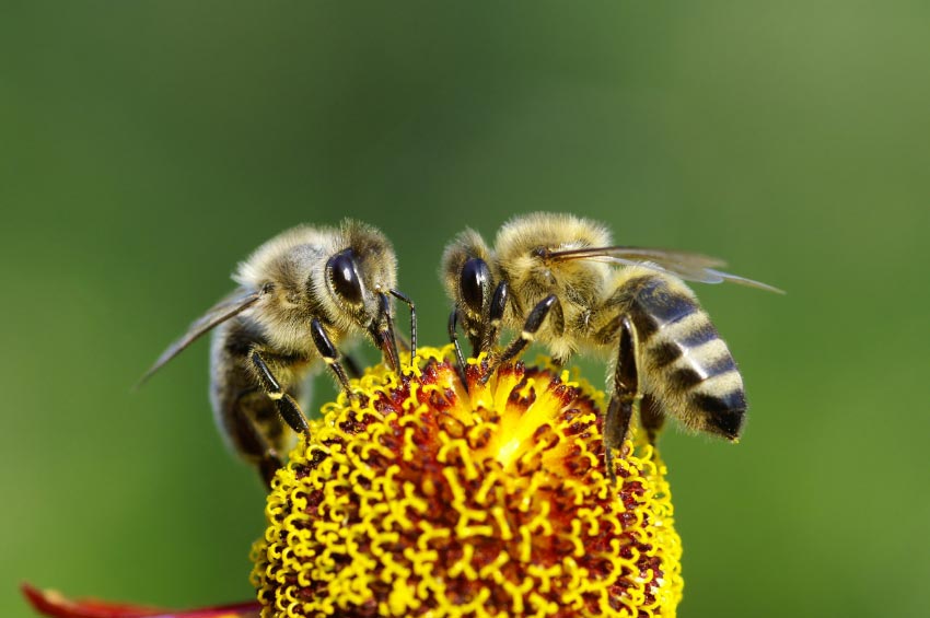 10 Brilliant Ways You Can Help Save The Bees