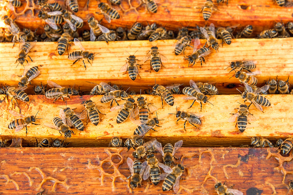 Bees on hive