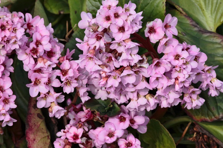 Bergenia