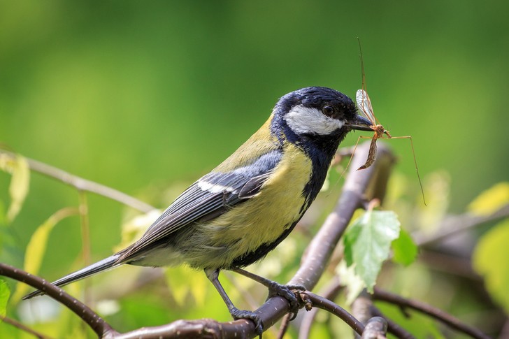 4 Critters That Eat Mosquitoes & How To Attract Them To Your Garden