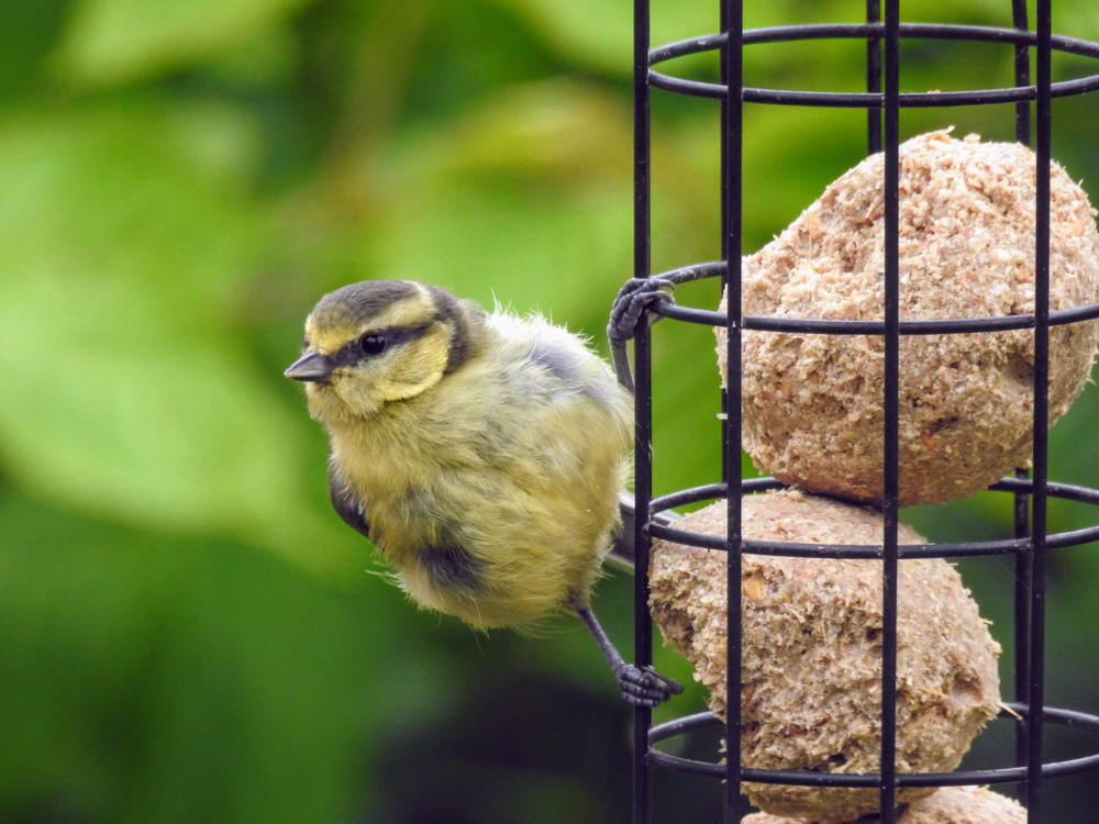 Bird on bird feeder