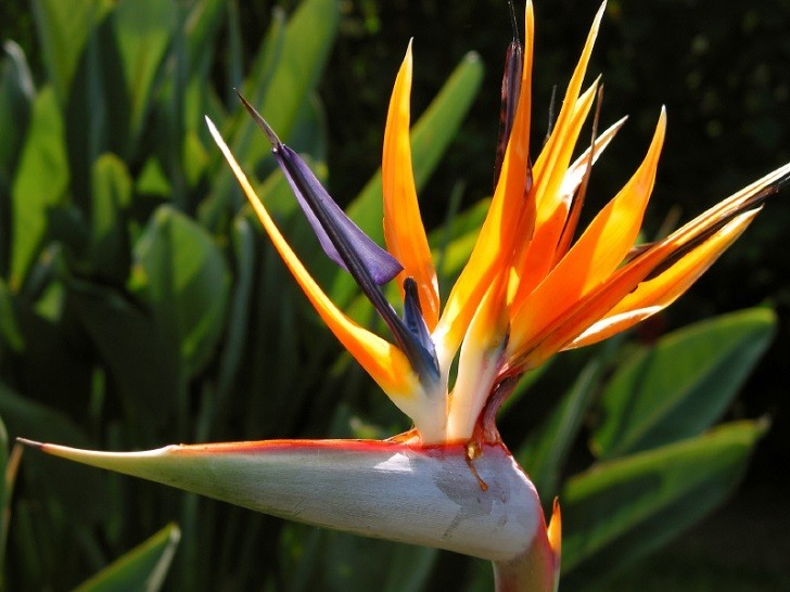 Birds of Paradise