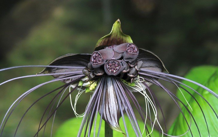 Black Bat Flower