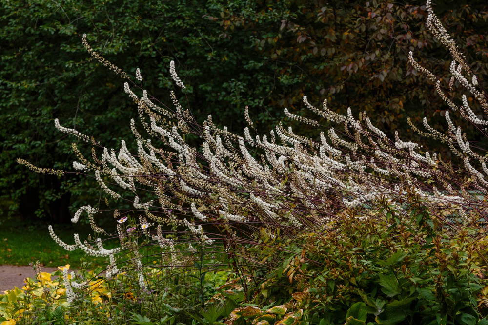 Black cohosh