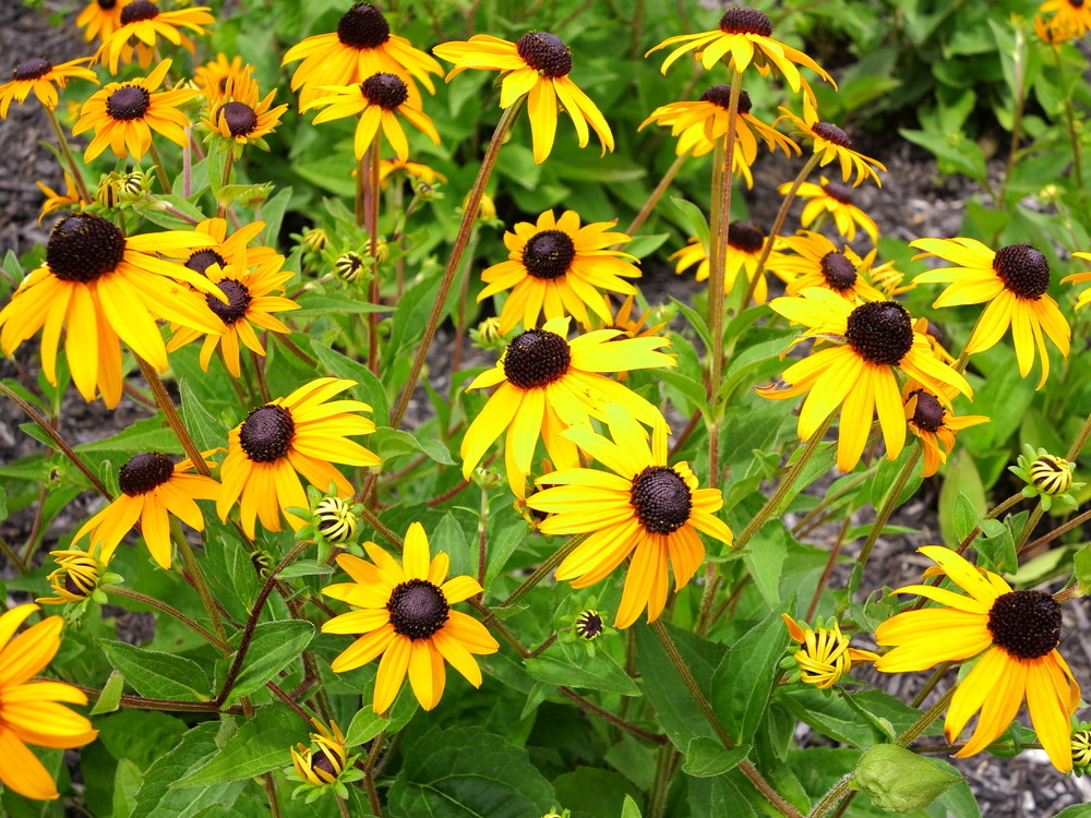 Back-eyed susan