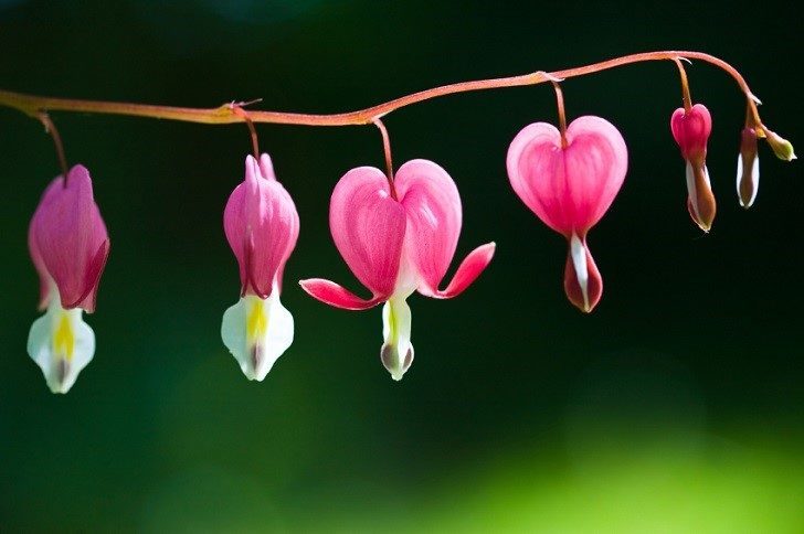 Bleeding Hearts