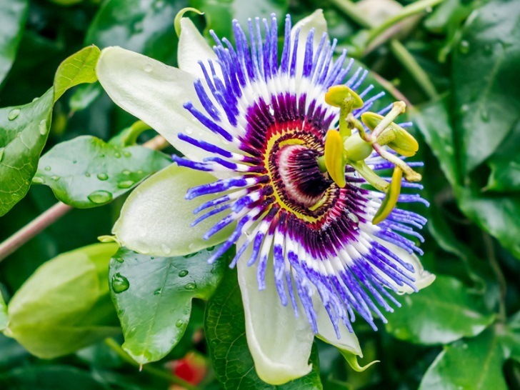 Blue Passionflower