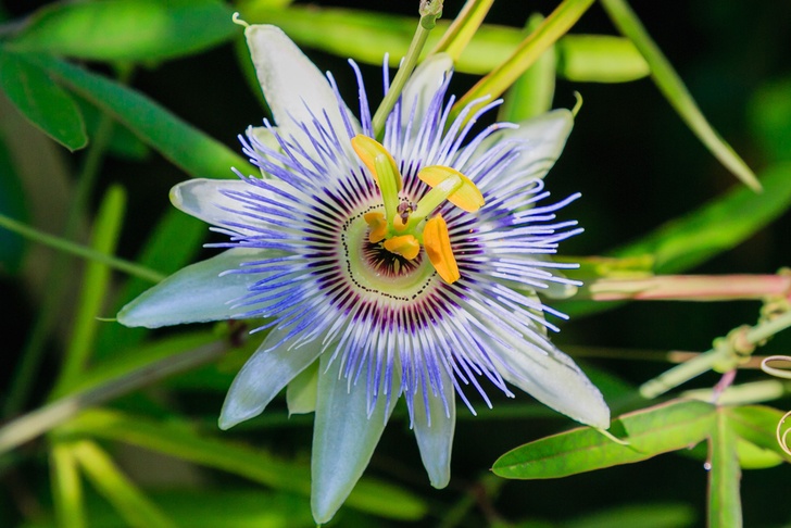 15 Best Smelling Houseplants To Perfume Your Home