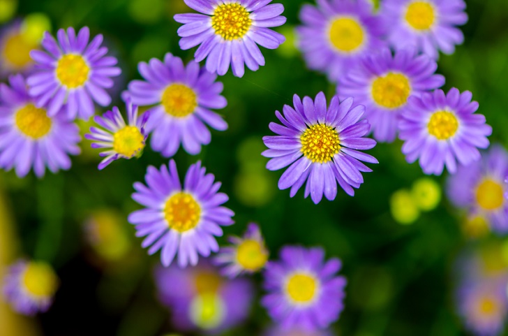 Swan River Daisies