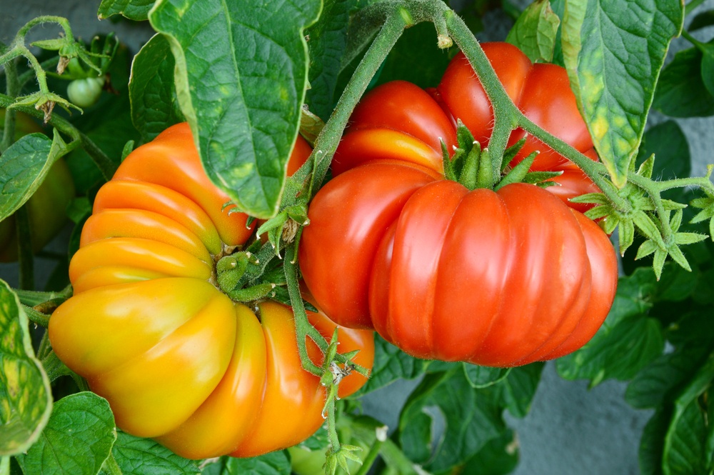 Brandywine Tomato