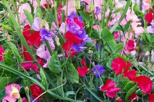 bright sweet peas