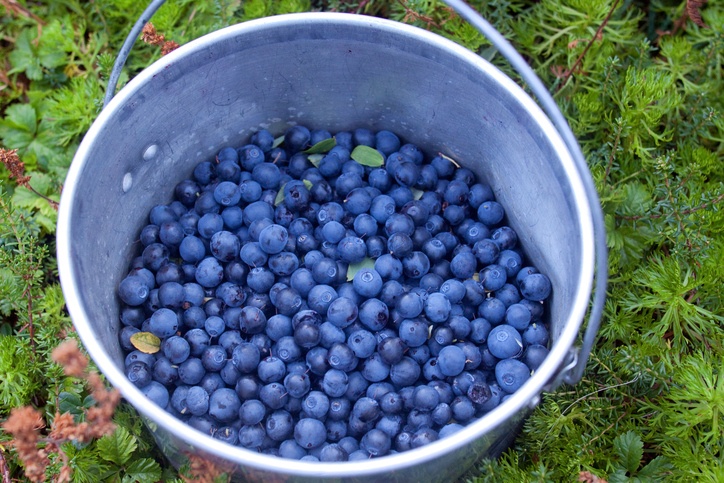 How To Grow Buckets Full Of Blueberries No Matter Where You Live