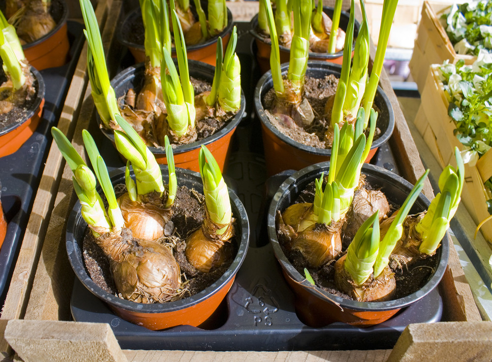 Bulbs in pots