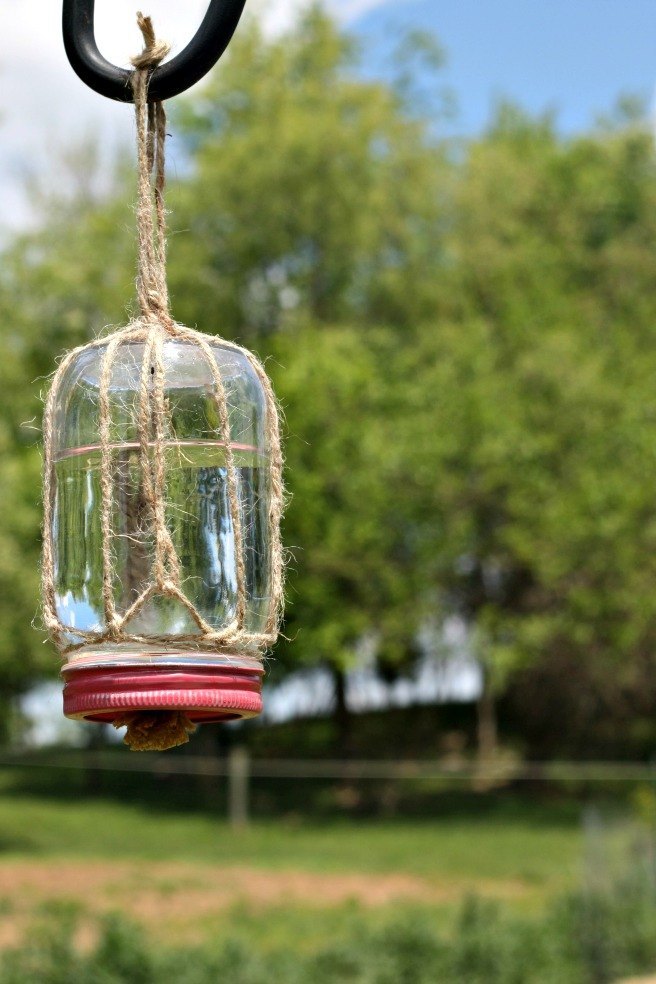 butterfly sponge feeder