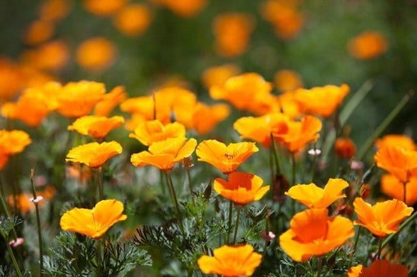 Californian Poppy