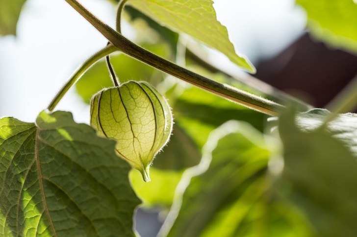 Physalis