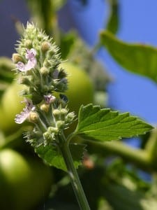 Catmint