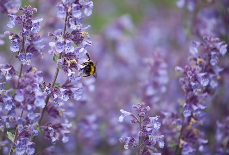 Catmint