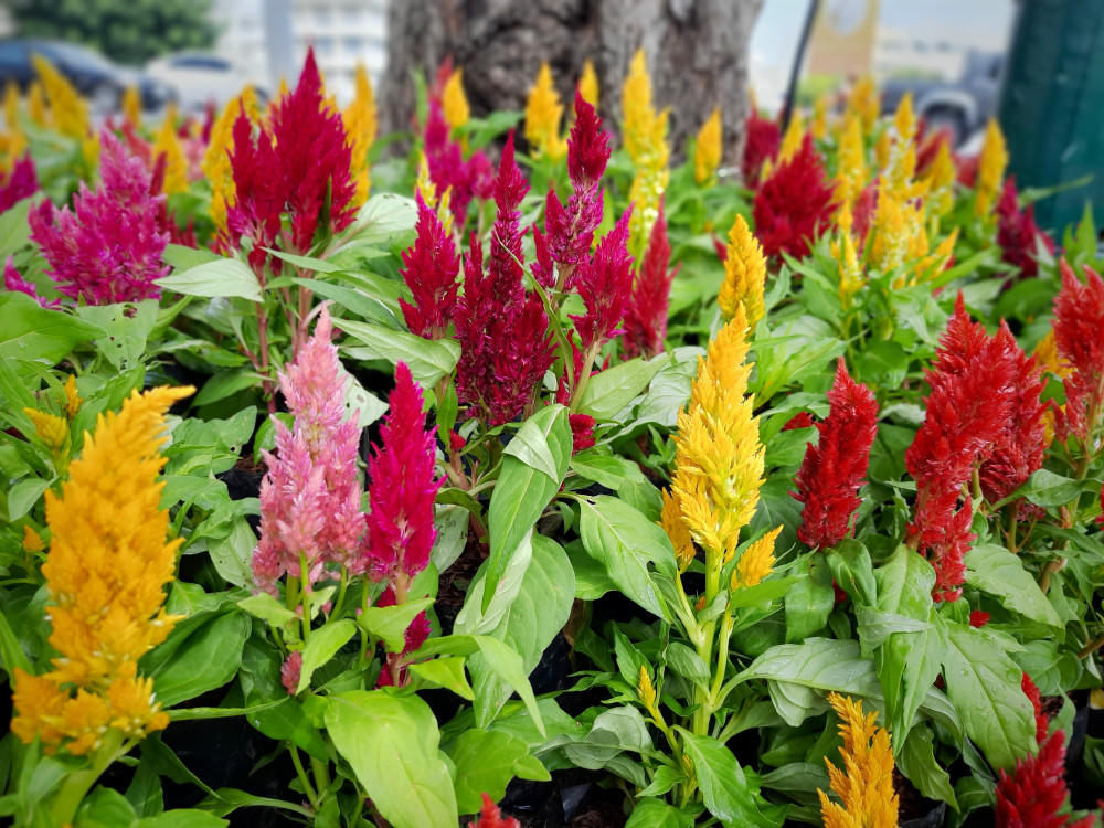 Celosia