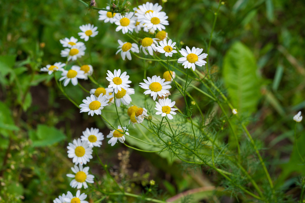 Chamomile plant