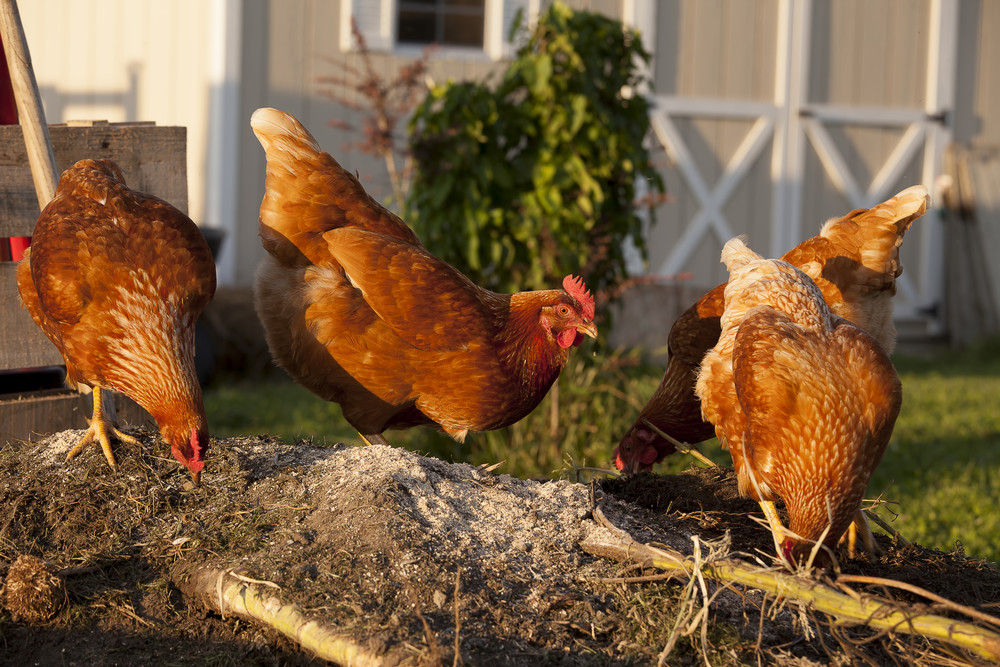 Chickens in garden