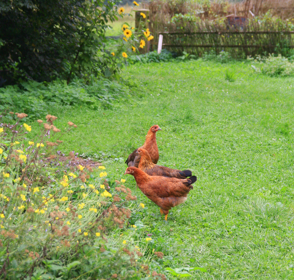 Chickens in garden