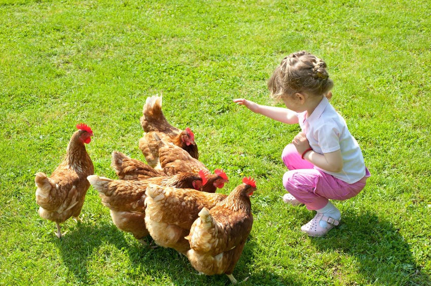 20 Convincing Reasons To Keep Backyard Chickens