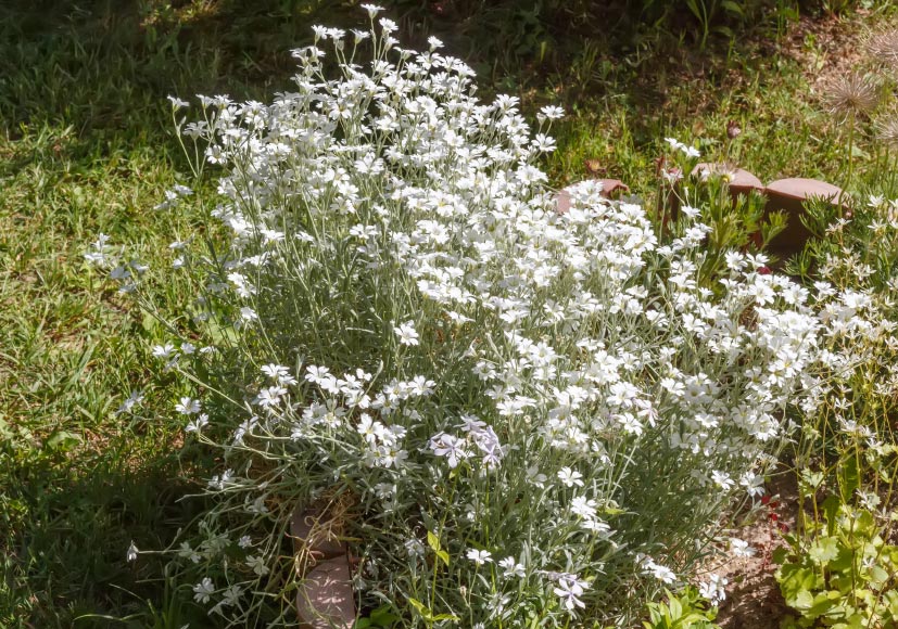 Chickweed