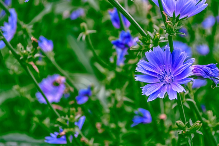 Chicory