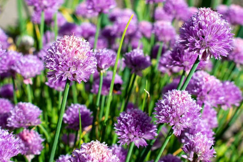 Chives