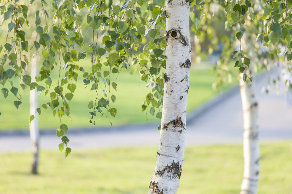 Close up of birch trees