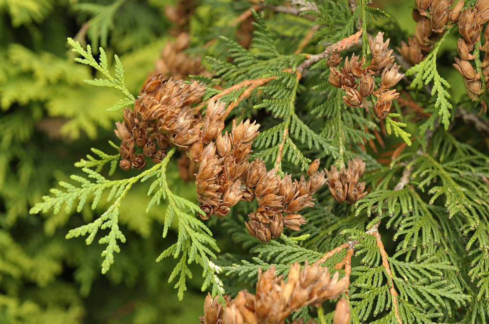 Close up of  northern white cedar tree